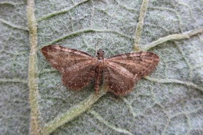 <i>Eupithecia vulgata</i>