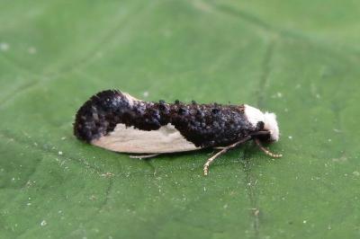 <i>Monopis monachella</i>