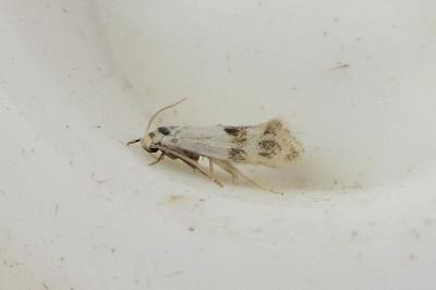 <i>Elachista maculicerusella</i>