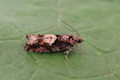 <i>Epinotia immundana</i>