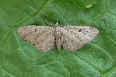 <i>Eupithecia virgaureata</i>