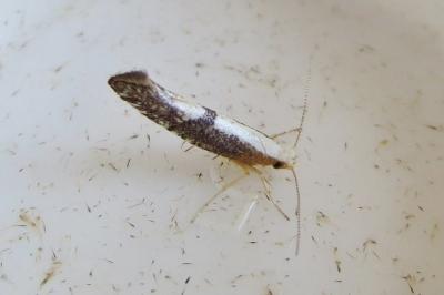 <i>Argyresthia spinosella</i>