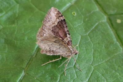 <i>Xanthorhoe ferrugata/spadicearia</i>
