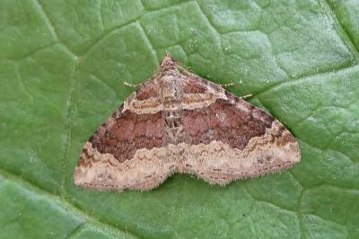 <i>Xanthorhoe ferrugata/spadicearia</i>