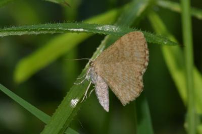 <i>Euchoeca nebulata</i>