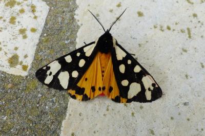 <i>Arctia villica</i>