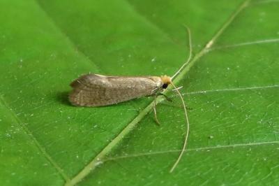 <i>Nematopogon metaxella</i>