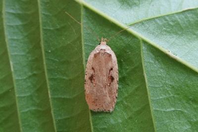 <i>Agonopterix ocellana</i>