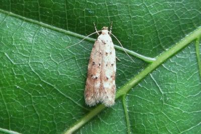 <i>Pseudotelphusa paripunctella</i>