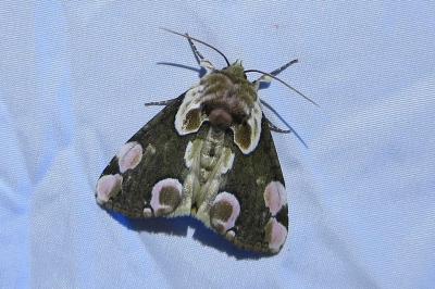 <i>Thyatira batis</i>