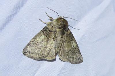 <i>Tethea or</i>