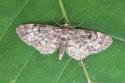<i>Eupithecia tantillaria</i>