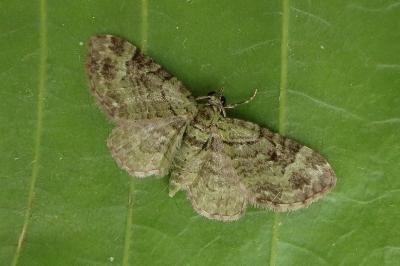 <i>Pasiphila rectangulata</i>