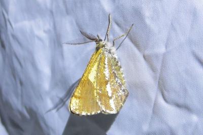 <i>Bupalus piniaria</i>