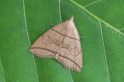 <i>Herminia grisealis</i>