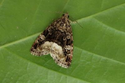 <i>Deltote pygarga</i>