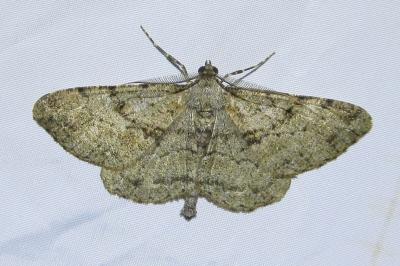 <i>Peribatodes rhomboidaria</i>