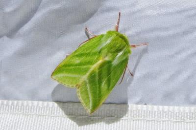 <i>Pseudoips prasinanus</i>
