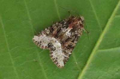 <i>Oligia strigilis</i>