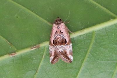 <i>Elaphria venustula</i>