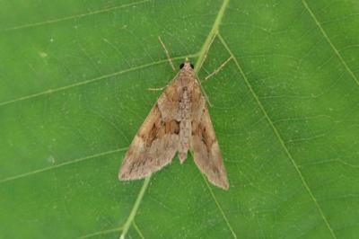 <i>Thera obeliscata</i>