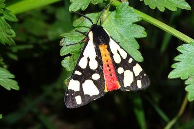 <i>Arctia villica</i>