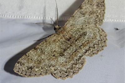 <i>Hypomecis punctinalis</i>