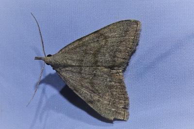 <i>Pechipogo strigilata</i>