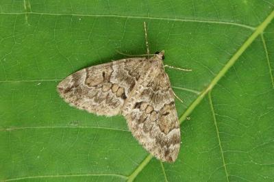 <i>Thera britannica/obeliscata/variata</i>