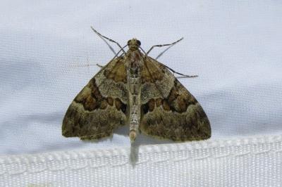 <i>Thera britannica/obeliscata/variata</i>