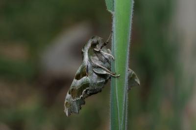 <i>Proserpinus proserpina</i>