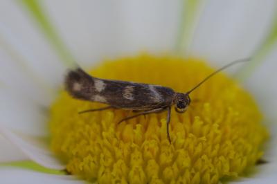 <i>Scythris scopolella</i>
