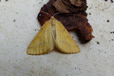 <i>Aspitates ochrearia</i>