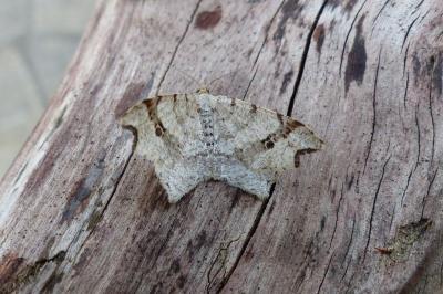 <i>Macaria alternata</i>