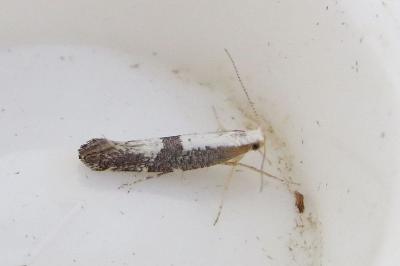 <i>Argyresthia spinosella</i>