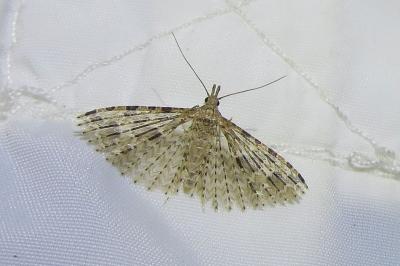 <i>Alucita hexadactyla</i>