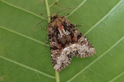 <i>Oligia strigilis</i>