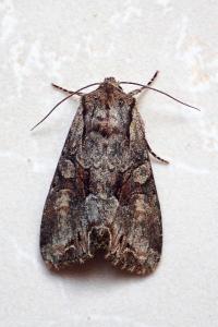 <i>Lacanobia w-latinum</i>