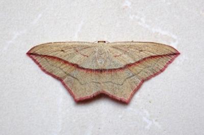 <i>Timandra comae</i>