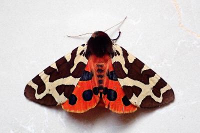 <i>Arctia caja</i>