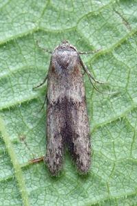 <i>Blastobasis phycidella</i>