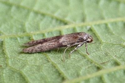 <i>Blastobasis phycidella</i>
