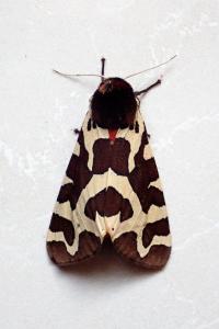 <i>Arctia caja</i>