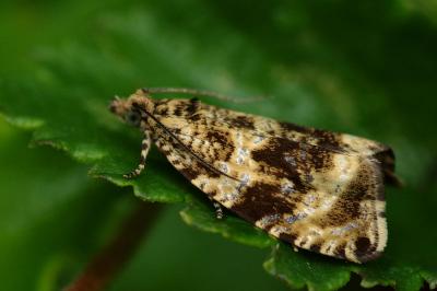 <i>Celypha lacunana</i>