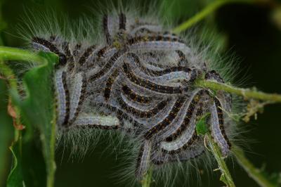 <i>Thaumetopoea processionea</i>