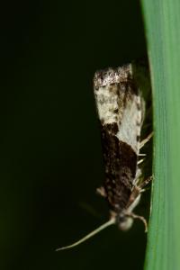 <i>Hedya pruniana</i>