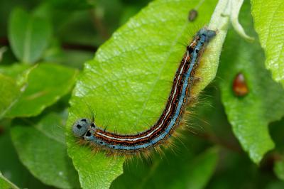 <i>Malacosoma neustria</i>