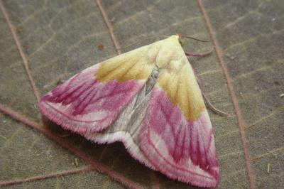 <i>Eublemma purpurina</i>