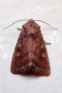 <i>Lacanobia oleracea</i>
