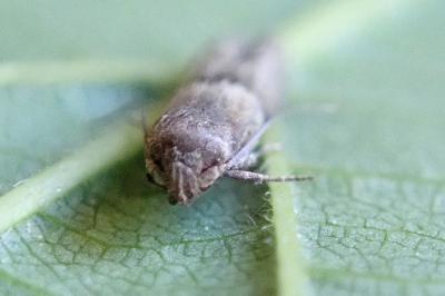 <i>Blastobasis phycidella</i>
